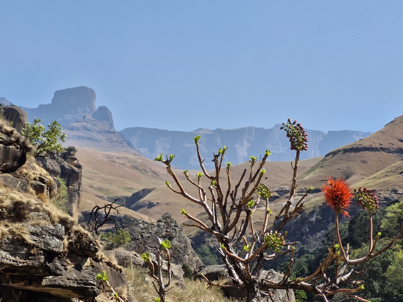 Greater Injisuthi Buttress and Natal Bottlebrush, Injisuthi area, central Drakensberg. James Seymour